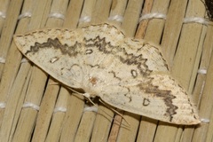 Cyclophora annularia