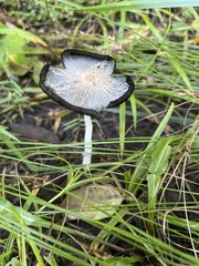 Coprinopsis lagopus