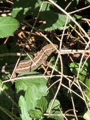 Lacerta agilis