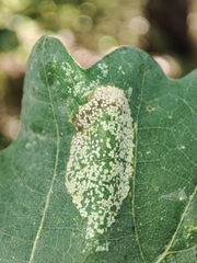 Phyllonorycter roboris