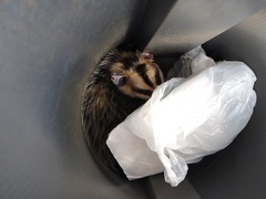 Didelphis albiventris