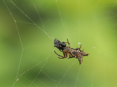 Micrathena