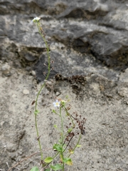 Trigonotis peduncularis