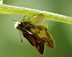 Misumessus oblongus