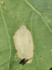 Phyllonorycter roboris