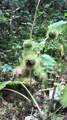 Arctium