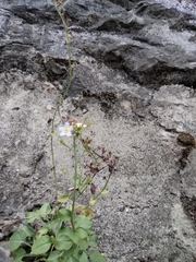 Trigonotis peduncularis