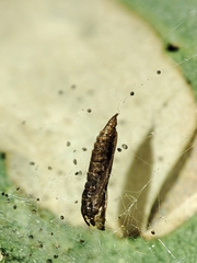 Phyllonorycter roboris