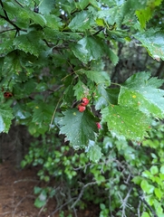 Crataegus flabellata