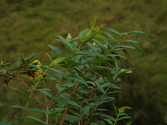 Hypericum leschenaultii