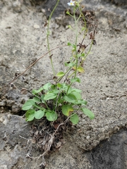 Trigonotis peduncularis