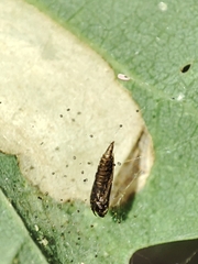 Phyllonorycter roboris