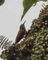 Lepidocolaptes souleyetii