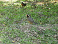 Saltator aurantiirostris