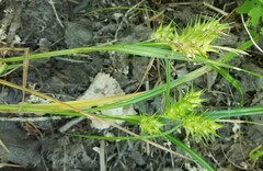 Carex tuckermanii