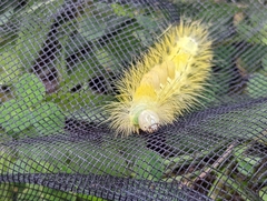 Calliteara pudibunda