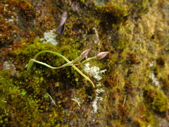 Thelymitra javanica
