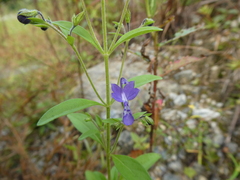 Trichostema dichotomum