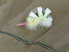 Calliteara pudibunda