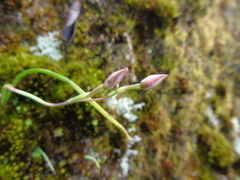 Thelymitra javanica