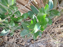 Ligustrum japonicum
