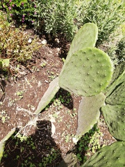 Opuntia