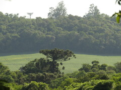 Araucaria angustifolia