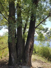 Populus