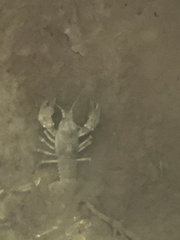 Austropotamobius torrentium