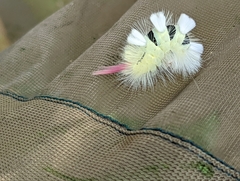 Calliteara pudibunda