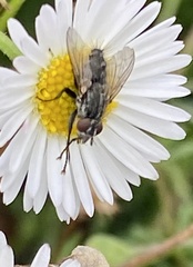Oestroidea