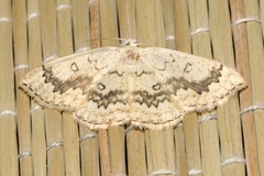 Cyclophora annularia