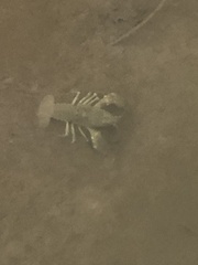 Austropotamobius torrentium