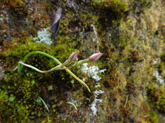 Thelymitra javanica