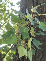 Pemphigus spyrothecae