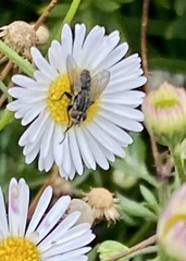 Oestroidea
