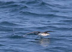 Puffinus lherminieri