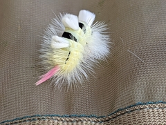 Calliteara pudibunda