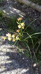 Moraea miniata