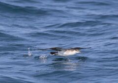 Puffinus lherminieri