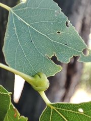 Pemphigus spyrothecae
