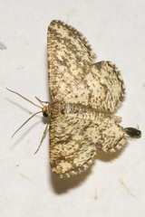 Heliomata glarearia
