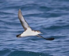 Puffinus lherminieri