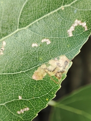 Stigmella trimaculella