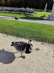 Branta leucopsis