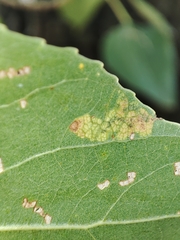 Stigmella trimaculella