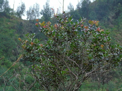 Vaccinium varingiifolium