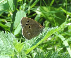 Aphantopus hyperantus