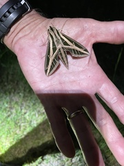 Eumorpha fasciatus