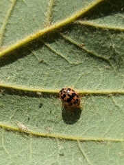 Oenopia conglobata